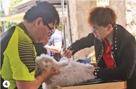  ??  ?? 4. Alex Ong and Eric Tjai preparing their Angora for the show 4