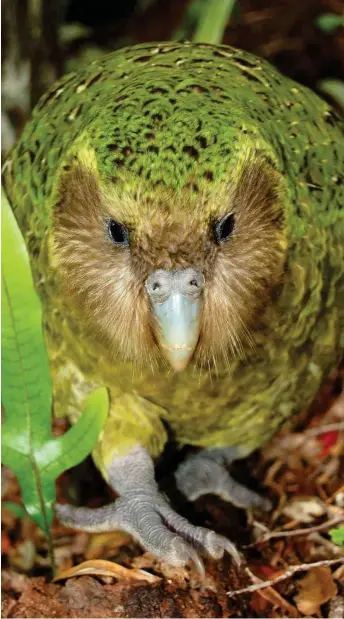  ?? Foto: dpa/Department of Conservati­on New Zealand/Ros Cole ??