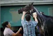  ?? PATRICK SEMANSKY — THE ASSOCIATED PRESS ?? Kentucky Derby winner Always Dreaming is washed after a workout at Pimlico Race Course in Baltimore Wednesday. The Preakness Stakes horse race will take place on Saturday.