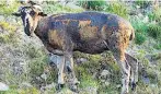  ??  ?? HORRIFIC Badly burned moorland sheep