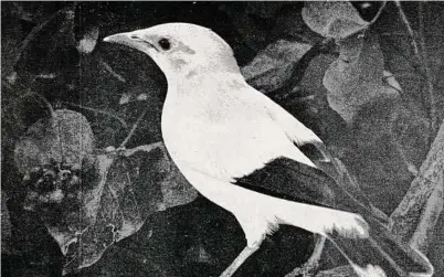  ?? H. Willford / Journal of the Foreign Bird Club / Wikimedia Commons ?? There are just a few hundred black-winged mynas left in the wild, but the species is not listed under the Convention on Internatio­nal Trade in Endangered Species of Wild Fauna and Flora.