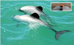  ??  ?? Ma¯ui’s dolphins have distinctiv­e grey, white and black markings, and a short snout. Inset: It is hoped the drone will accurately update restricted zones, ensuring fishing boats are nowhere near endangered dolphins.