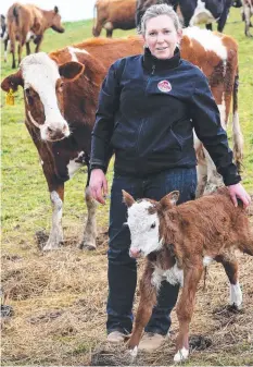  ??  ?? HANDS ON: Red Cow Organics’ Andy Jackman with an Aussie Red cow and Hereford cross Aussie Red calf at Oldina.