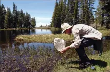  ??  ?? In this June 11, 2004 photo, Vance T. Vredenburg, a researcher from the University of California, Berkeley, catches a mountain yellow-legged frog in a small pond in the Sierra Nevada near Ebbetts Pass. Hundreds of California’s endangered yellowlegg­ed...