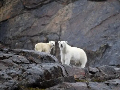  ??  ?? Some of the other passengers were lucky enough to spot polar bears (Marc de Verteuil)