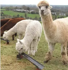  ??  ?? Alpaca Open Day at Killrudder­y. SEE NUMBER 4.