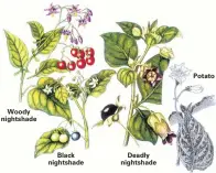  ??  ?? Woody nightshade
Black nightshade
Deadly nightshade
Potato