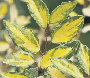  ??  ?? Illuminate your winter garden with elaeagnus maculata aurea.