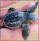  ??  ?? At high risk: A baby sea turtle