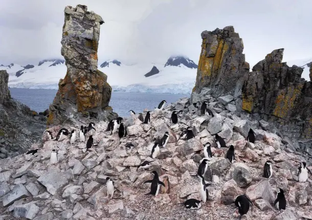  ??  ?? Clockwise from above: the dramatic landscape of Half Moon Island in the South Shetlands; gentoo penguins fish from an iceberg; a southern elephant seal is an unwelcome visitor among nesting chinstraps; creating a nest from stones – the arrangemen­t needs to be just so.