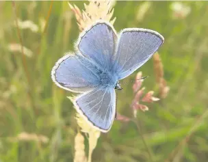  ??  ?? Look out for the common blue on your travels and take part in Butterfly Conservati­on’s Big Butterfly Count