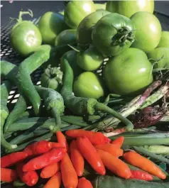  ?? (Pine Bluff Commercial/Dale Ellis) ?? Fall vegetables can brighten up any meal, says the University of Arkansas at Pine Bluff’s 1890 Cooperativ­e Extension Program.