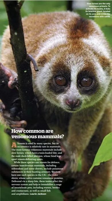  ??  ?? Slow lorises are the only venomous primate. To activate its toxins, it licks its brachial gland, located on its arm, and mixes the secretions with saliva.