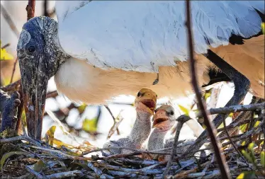  ?? GREG LOVETT / THE PALM BEACH POST ?? Two baby wood storks peek out of their nest under the protection of their mother last month at the Wakodahatc­hee Wetlands west of Delray Beach. The large birds are the only storks that breed in the U.S.