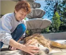  ?? Marcus Yam Los Angeles Times ?? MASSEUSE Annette Ramseyer, with the Easing Paw service, works on Ling Ling. Services are offered in-home or at an office.