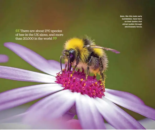  ??  ?? Bees, like this male early bumblebee, have hairs on their bodies that attract pollen through electrosta­tic forces