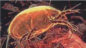  ??  ?? Dust mites, as seen in this filepic, can trigger allergic rhinitis, as well as allergic asthma.