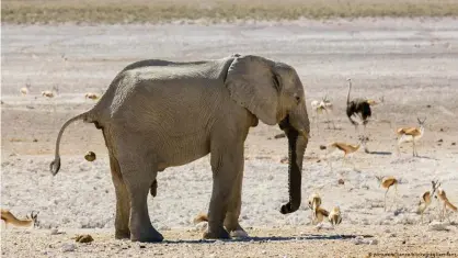  ??  ?? Un elefante africano, en Namibia.