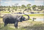  ?? CONNIE ALLEN VIA AP ?? Male African elephants congregate along hotspots of social activity on the Boteti River in Botswana. An emerging body of research is revealing the complex relationsh­ips of male elephant society, according to a study published Sept. 3.