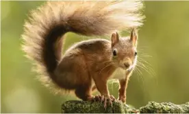  ?? Photograph: Danny Lawson/PA ?? The red squirrel can survive in non-native plantation­s that are inhospitab­le for the grey.