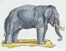  ?? FOTO: OLAF KRÜGER/IMAGO IMAGES ?? Als Karl der Große 797 den Kalifen Harun al-Rasid um einen Elefanten bat, bekam er einen solchen geschickt. Das Tier verstarb aber schon nach wenigen Jahren in der fremden Umgebung.