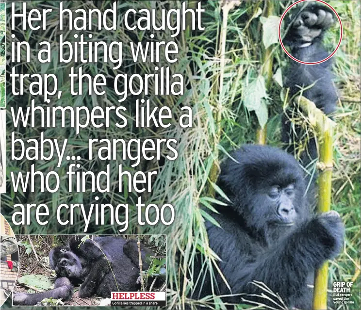  ??  ?? HELPLESS Gorilla lies trapped in a snare GRIP OF DEATH But rangers saved the young gorilla