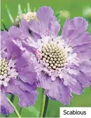  ??  ?? Scabious