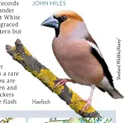  ??  ?? Hawfinch