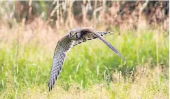  ?? Picture: Getty Images. ?? Field of vision: a kestrel on the wing.