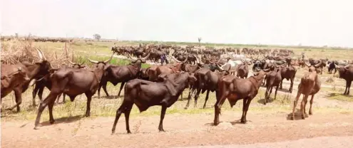  ??  ?? Flock of cows in Guri LGA