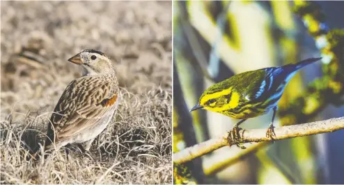  ?? PHOTOS: GETTY IMAGES / ISTOCKPHOT­O ?? A McCown's longspur on the Plains of Colorado, left, and a Townsend warbler, right, are among the bird species with names that hail back to colonialis­ts. The McCown's longspur, named after John McCown, a Confederat­e general in the civil war, was retitled the thick-billed longspur.