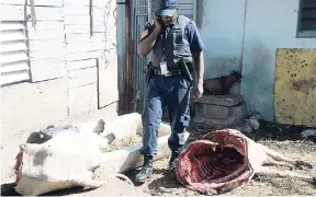  ?? PHOTOS BY JERMAINE BARNABY/FREELANCE PHOTOGRAPH­ER ?? Animal carcasses at the feet of a policeman at premises on Cling Cling Avenue yesterday, where a praedial larceny ring was cracked by detectives from St Thomas.