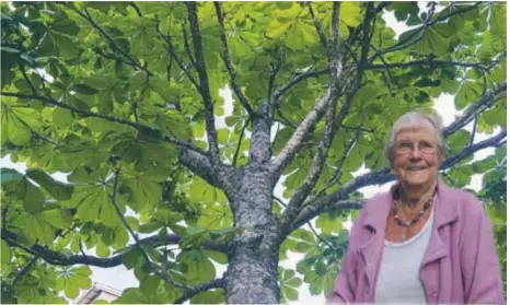  ?? FOTO: JONNY ANDERSSON (BILDEN ÄR ETT MONTAGE) ?? KASTANJ. ”Varje människa ska plantera ett träd”, lyder ett kinesiskt ordspråk. Mary Lindkvist, 95, gjorde det för 30 år sedan hemma i Edsberg.