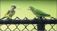  ?? J PAT CARTER / ASSOCIATED PRESS ?? Thousands of parakeets have made the Netherland­s home in the past five decades, but some groups are now lobbying for a cull.