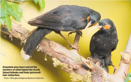  ?? Photo / Whanganui Regional Museum Collection ?? Scientists may have solved the mystery of what tipped the South Island ko¯ kako and huia (pictured) into extinction.