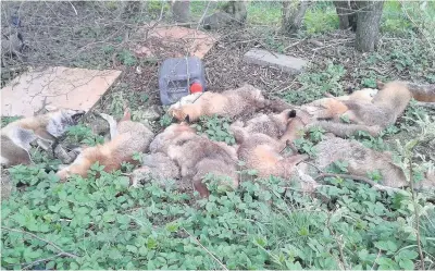  ??  ?? Grim discovery Around a dozen dead foxes lie dead at the side of the road in High Blantyre