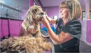  ?? Picture: Mhairi Edwards. ?? Carnoustie care home spaniel Penny enjoyed a shampoo and a haircut courtesy of WAGS wash and groom studio owner Vanessa Macpherson. She helped the golden cocker spaniel after reading that residents of Balhousie Brookfield home had adopted it.