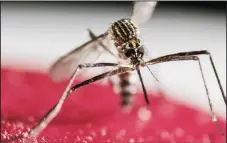  ?? JEFFREY ARGUEDAS/ZUMA PRESS ?? Above: A mosquito from the genus Aedes. Below: A water sample, taken from a potted plant’s water collection plate, swims with insect larvae.