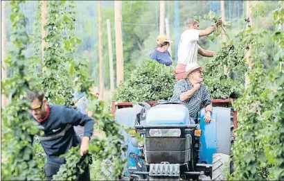  ?? XAVI JURIO ?? El lúpulo se ha empezado a recolectar estos días en Prades en las ocho hectáreas de plantacion­es