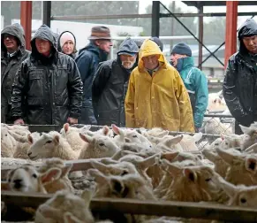  ?? PHOTO: DIANE BISHOP ?? A large crowd of buyers gathered at the Lorneville two-tooth ewe and lamb fair despite the wet weather.