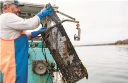  ?? JENNIFER BAKOS ?? Fisherman Dwight Souther hauls in a trap of green crabs June 12. The crustacean­s are being used by a New Hampshite distillery to create a green-crab-flavored whiskey.