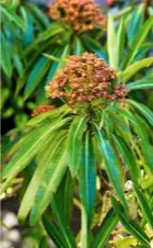  ??  ?? Euphorbia mellifera, with its knobbly flowers, has a honeylike scent. The glossy leaves have a cream-coloured central vein and can grow up to 8in (20cm) long.