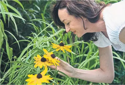  ?? ISTOCK ?? Black-eyed Susans grow to 60 centimetre­s tall and are stunning planted en masse in groups of five to 10 or more, in full sun.