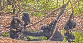  ?? FOTO: DPA ?? Erfrischun­g am Wasserloch: Den Schimpanse­n in der afrikanisc­hen Grassavann­e macht große Hitze auch zu schaffen.