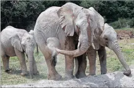  ?? PICTURE: AP ?? A plan to capture and send five young elephants from Namibia to a game farm in Dubai has raised the ire of internatio­nal conservati­on organisati­ons.