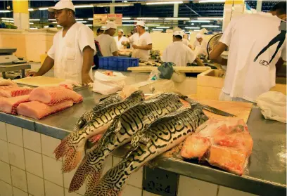  ??  ?? BELOW: Pseudoplat­ystoma as seen at the fish markets.