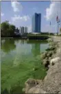  ?? ASSOCIATED PRESS FILE ?? An algae bloom from Lake Erie appears in the boat basin at Internatio­nal Park in Toledo in 2017.