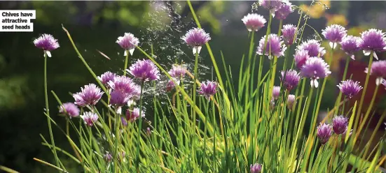  ?? ?? Chives have attractive seed heads