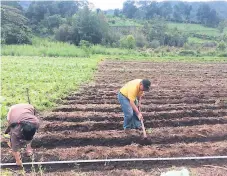  ??  ?? PROCESO. Agricultor­es preparan la tierra para sembrar.