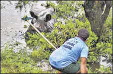  ?? PTI ?? A Wildlife Trust of India (WTI) official tries to give food to a rhinoceros after the pachyderm strayed off the flood-hit Kaziranga National Park, in Nagaon district of Assam on Saturday.